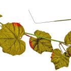 Őszi szőlőlevél zöld girland 180cm