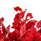 Szőlőleveles bokor 8 ágú piros M41cm