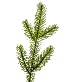 Fenyőpick köteg 12 ággal M24cm