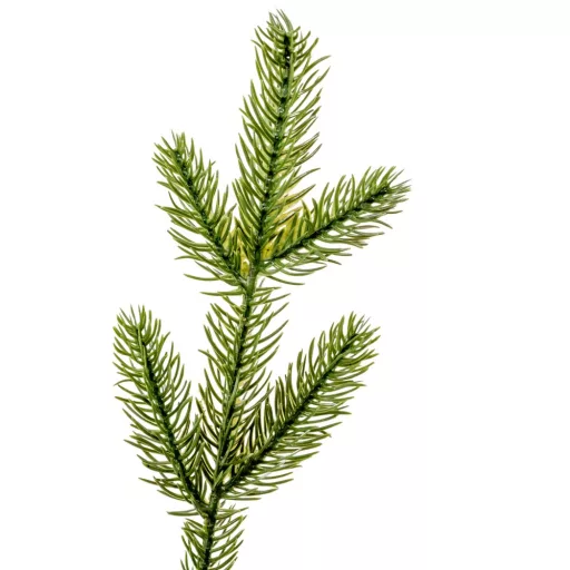 Fenyőpick köteg 12 ággal M24cm