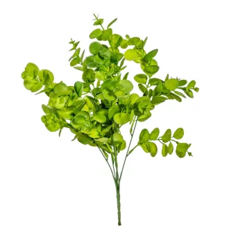 Eukalyptusz bokor 5ágú M36cm 72db/#