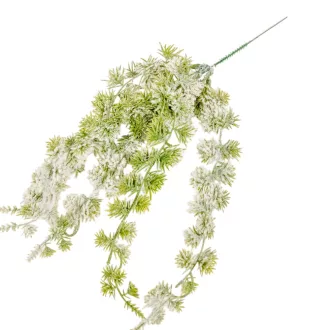 Havas bogáncs futó 45cm