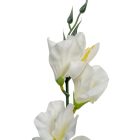 Kardvirág szálas krém M53cm 12db/köteg 576/#