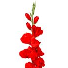 Kardvirág ág mix M85cm 12db/szín/köteg 360db/#