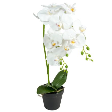 Orchidea cserepes M56cm
