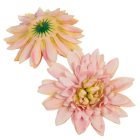 Dália virágfej D14cm rózsaszín 12db/csoma