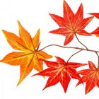 Juharleveles ág 67cm 12db/szín/köteg