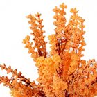 Köles bokor 7ágú mix M35cm 25db/#