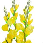 Kardvirág 5ágú mix M72cm 25db/#