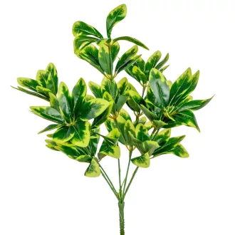 Schefflera bokor 5l. M41cm