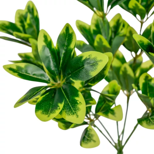 Schefflera bokor 5l. M41cm
