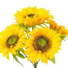 Napraforgó csokor 5v. M45cm 25db/#