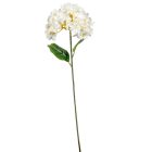 Hortenzia szálas krém M58cm 48db/#