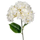 Hortenzia szálas krém M58cm 48db/#