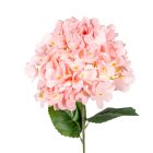 Hortenzia szálas mix M58cm 48db/#