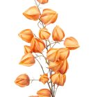 Lampionvirágos ág szatén mix M95cm 12db/#