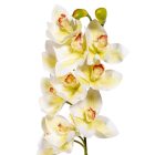 Orchidea ág gumi krém M70cm 12db/#