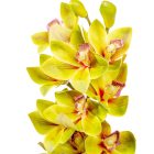 Orchidea ág gumi mix M70cm 12db/#