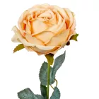 Rózsa szálas mix M44cm 24db/#