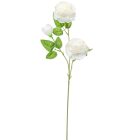 Peonia ág 3v. fehér M63cm 24db/#