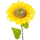 Napraforgó szálas M90cm 35db/#