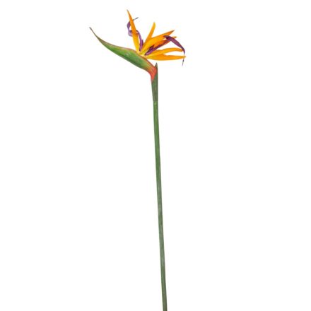 Strelitzia ág M73cm 36db/#