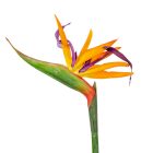 Strelitzia ág M73cm 36db/#