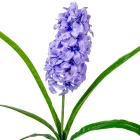 Szálas jácint M63cm 24db/#