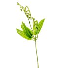 Gyöngyvirág pick M40cm 144db/#