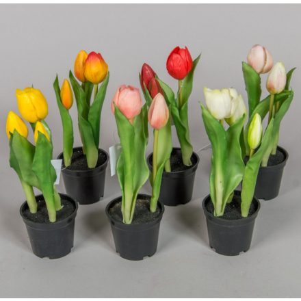 Cserepes tulipán gumi 3v. M23cm 12db#