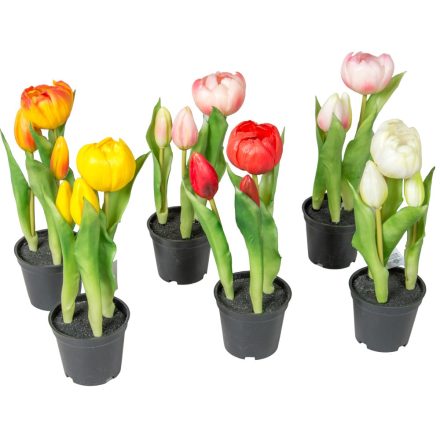 Cserepes tulipán gumi 3v. M23cm 12db/#