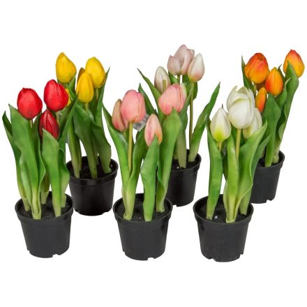 Cserepes tulipán gumi 5v. M25cm 12db/#