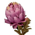 Protea szálas mix M45cm  24db/#