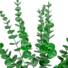 Eukaliptusz bokor hamvas 10ágú M50cm 48db/#