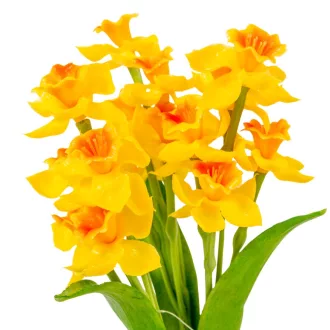 Nárcisz köteg gumi 3v. M30cm 18db/#