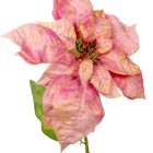 Mikulás virág szálas M80cm