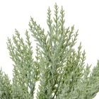 Tuja bokor hamvas 7ágú M50cm