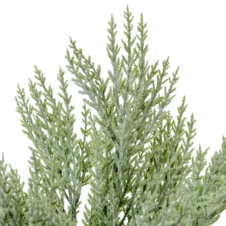Tuja bokor hamvas 7ágú M50cm