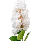 Orgona szálas fehér M73cm 24db/#