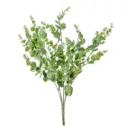 Eukaliptusz bokor hamvas 5ágú M50cm 12db/#