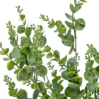 Eukaliptusz bokor hamvas 5ágú M50cm 12db/#