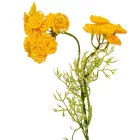 Vadmurok szálas mix M55cm 36db/#