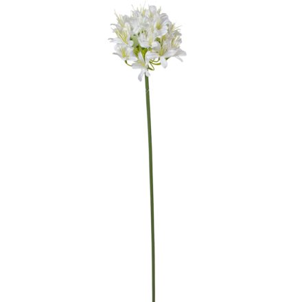 Szerelemvirág szálas krém M74cm 24db/#