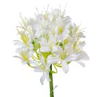 Szerelemvirág szálas krém M74cm 24db/#