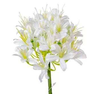 Szerelemvirág szálas krém M74cm 24db/#