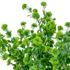 Eukaliptusz bokor bogánccsal mix M47cm 12db/#