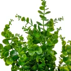 Eukaliptusz bokor 7ágú M48cm 24db/#