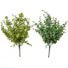 Eukaliptusz bokor hamvas 8ágú M43cm 24db/#