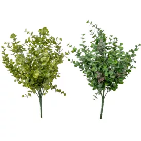 Eukaliptusz bokor hamvas 8ágú M43cm 24db/#