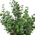 Eukaliptusz bokor hamvas 8ágú M43cm 24db/#